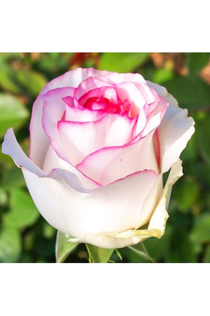 Квітка троянди Дольче Віта бокаловидної форми